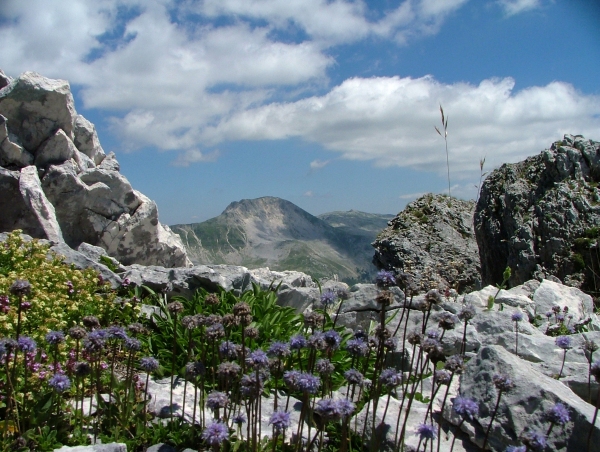 Fioriture in quota